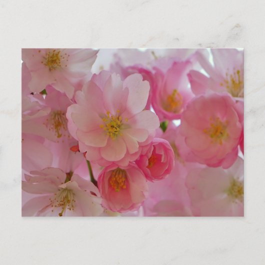 Carte Postale Fleurs de cerisiers (Devant)