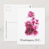 Carte Postale Fleurs de cerisiers à Washington, D.C. (Devant / Derrière)