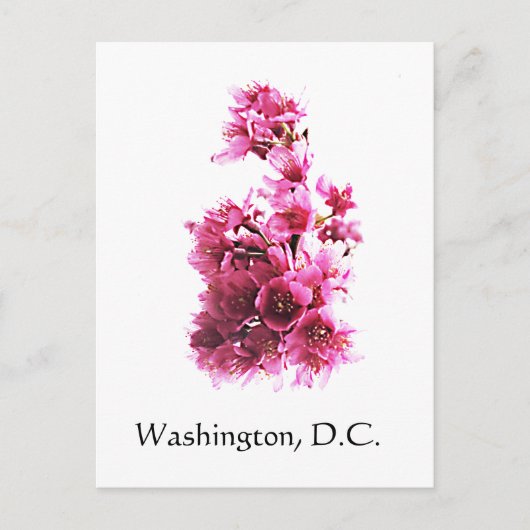 Carte Postale Fleurs de cerisiers à Washington, D.C. (Devant)