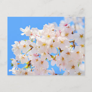 Carte Postale Fleurs de cerisiers au printemps