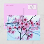 Carte Postale Fleurs de cerisiers - B (Devant / Derrière)
