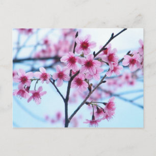 Carte Postale Fleurs de cerisiers - B