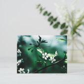 Carte Postale Fleurs de cerisiers blancs (Debout devant)