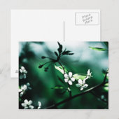 Carte Postale Fleurs de cerisiers blancs (Devant / Derrière)