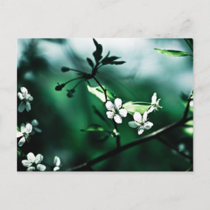 Carte Postale Fleurs de cerisiers blancs