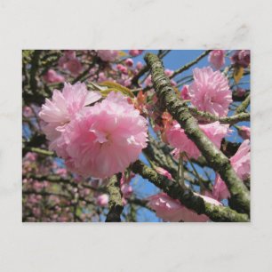 Carte Postale Fleurs de cerisiers, Ciel bleu
