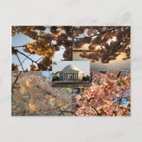 Fleurs de cerisiers dans le bassin de marée de DC