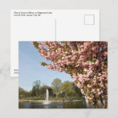 Carte Postale Fleurs de cerisiers dans Lincoln Park (Devant / Derrière)