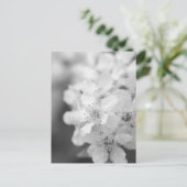 Carte Postale Fleurs de cerisiers d'oiseaux en noir et blanc (Debout devant)