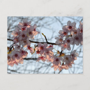 Carte Postale Fleurs de cerisiers : Japon