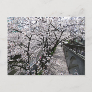 Carte Postale Fleurs de cerisiers : Meguro River, Tokyo