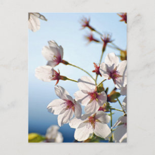 Carte Postale Fleurs de cerisiers rétroéclairées