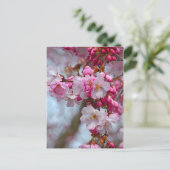 Carte Postale Fleurs de cerisiers roses (Debout devant)