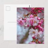 Carte Postale Fleurs de cerisiers roses (Devant / Derrière)