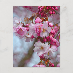 Carte Postale Fleurs de cerisiers roses