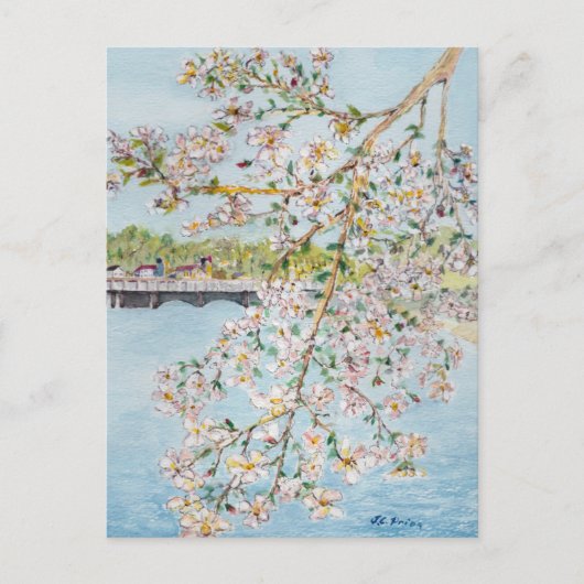 Carte Postale Fleurs de cerisiers Washington DC Aquarelle (Devant)