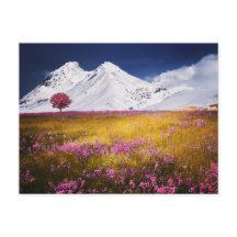 FLEURS DE CHAMP MONTAGNES PAYSAGE POSTCROSSING