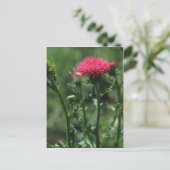 Carte Postale Fleurs de chardon (Cirsium Japonicom) (Debout devant)