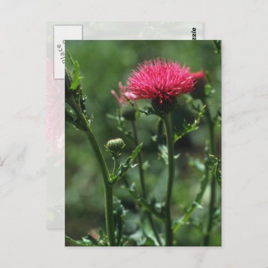 Carte Postale Fleurs de chardon (Cirsium Japonicom) (Devant / Derrière)