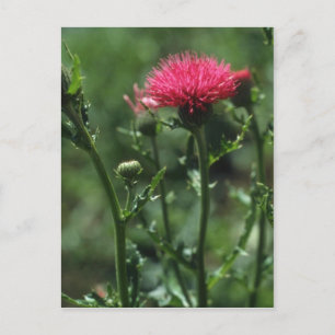 Carte Postale Fleurs de chardon (Cirsium Japonicom)