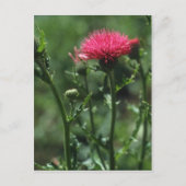 Carte Postale Fleurs de chardon (Cirsium Japonicom) (Devant)