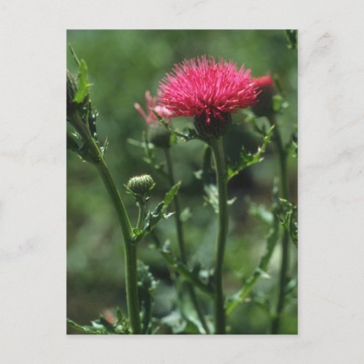 Carte Postale Fleurs de chardon (Cirsium Japonicom) (Devant)
