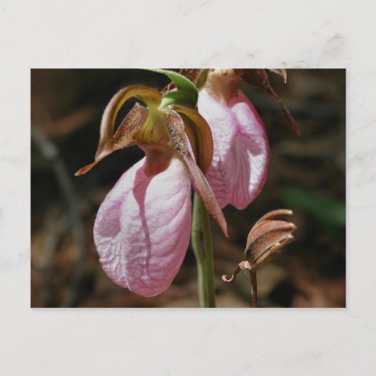 Carte Postale Fleurs de chlipper rose sauvage (Devant)