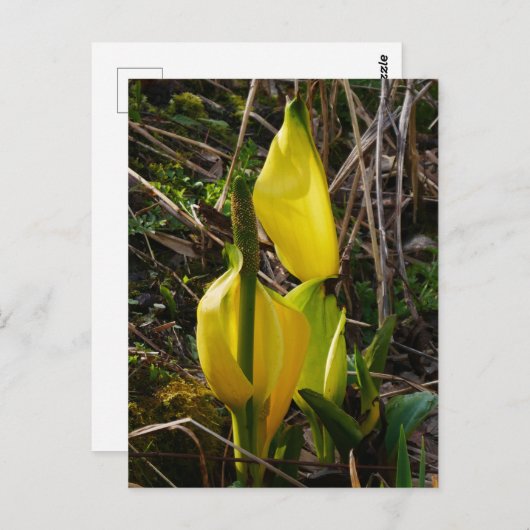Carte postale Fleurs de choux à écaille jaune  (Devant / Derrière)