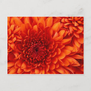 Carte Postale Fleurs de chrysanthème