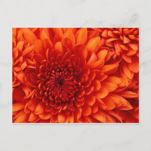 Carte Postale Fleurs de chrysanthème (Devant)