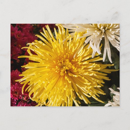 Carte Postale Fleurs de chrysanthème jaune (Devant)
