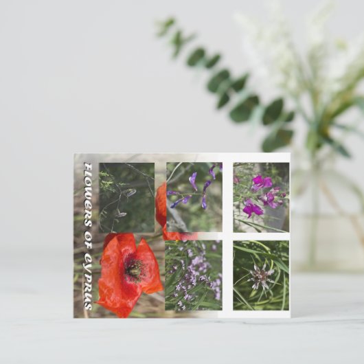 Carte Postale fleurs de chypre (Debout devant)