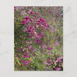Carte Postale Fleurs de cire pourpres