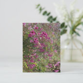 Carte Postale Fleurs de cire pourpres (Debout devant)