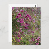 Carte Postale Fleurs de cire pourpres (Devant / Derrière)