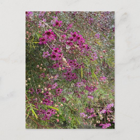 Carte Postale Fleurs de cire pourpres (Devant)