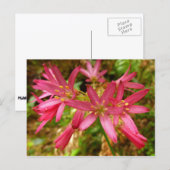 Carte Postale Fleurs de Clintonia Rouge à Redwoods (Devant / Derrière)