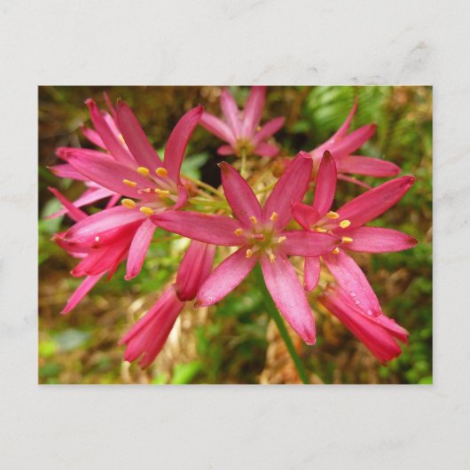 Carte Postale Fleurs de Clintonia rouges aux séquoias (Devant)
