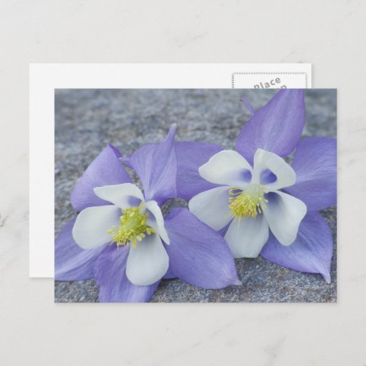 Carte Postale Fleurs de colonne (Devant / Derrière)