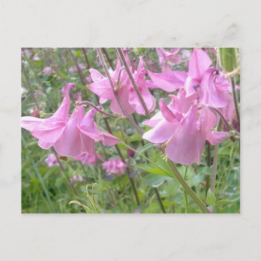 Carte postale Fleurs de colonne rose (Devant)
