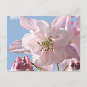 Carte postale Fleurs de colonne rose