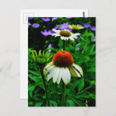 Carte Postale Fleurs de cônes blanches et orange (Devant / Derrière)