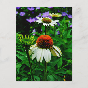 Carte Postale Fleurs de cônes blanches et orange