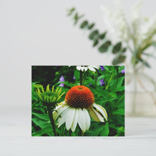 Carte Postale Fleurs de cônes blanches et orange (Debout devant)