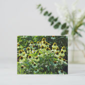 Carte Postale Fleurs de cônes, Bute Park, Cardiff, Pays de Galle (Debout devant)