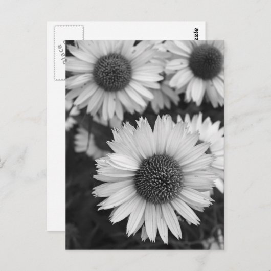 Carte Postale Fleurs de cônes - Faisée - En noir et blanc (Devant / Derrière)