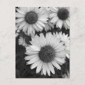 Carte Postale Fleurs de cônes - Faisée - En noir et blanc (Devant)
