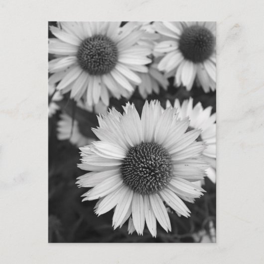 Carte Postale Fleurs de cônes - Faisée - En noir et blanc (Devant)