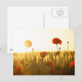 Carte Postale Fleurs de coquelicot au soleil (Devant / Derrière)