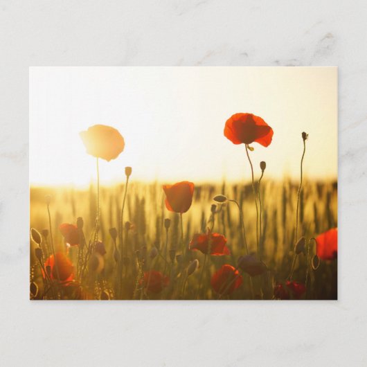 Carte Postale Fleurs de coquelicot au soleil (Devant)
